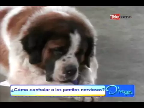 ¿Cómo controlar a los perritos nerviosos?
