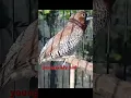 Download Lagu gacor burung emprit peking.#burungkicau #birdsounds