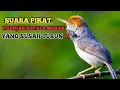 Download Lagu SUARA PIKAT PRENJAK Kepala merah yang susah turun‼️DIJAMIN AMPUH | 2025
