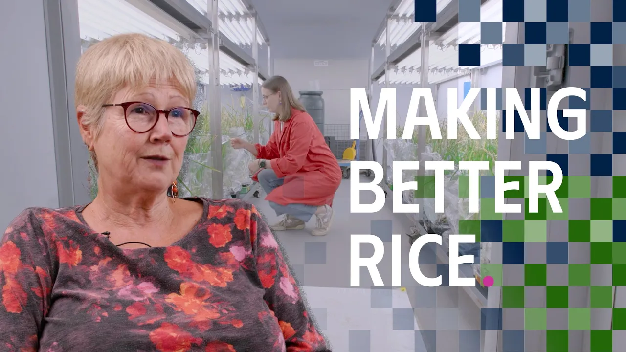 Making Better Rice: The quest to feed the world by hacking plant evolution