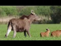Matsalu Moose - Wild Giants of the Baltics | Free Documentary Nature