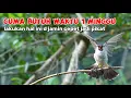 Download Lagu latih burung kutilang jadi pikat dari 0 sampe berhasil #pikatkutilanggacor