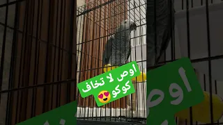 من سوسو ل كوكو Funny Parrot 
