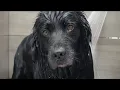 The rare Black Golden Retriever