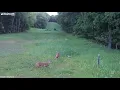 Incredible Moment Deer Defends Rabbit from Swooping Hawk Dogtooth Media