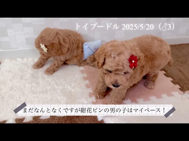 動画