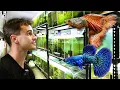 Download Lagu Guppy Tour: Rare Strains, Breeding Tricks \u0026 More!