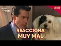 Lagu Luciano enfurece al saber que Chiripa tuvo perritos | Carita de Ángel