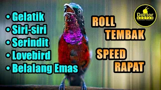 masteran konin gacor full isian nembak cocok untuk pancingan tembakan kolibri bahan ijoan pastol