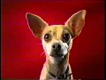 2000 Taco Bell Dog in a Wild Spicy Chalupa s Commercial