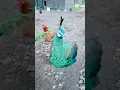 Download Lagu Adorable peacock Bob.