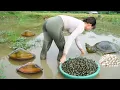 Download Lagu REWIND TIMALSPE --366 Days Catching A Lot Of Snails, Mussel, Big Fish,...Go To Market Sell