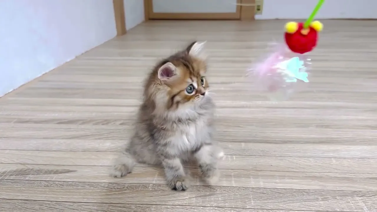 動画