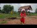 Download Lagu บ่าวดาวทำรกไถ่นาคาโชกดีพ่อน้องหลีดมาช่วยทัน#ใส่ฝุ่นต้นไม้ที่ปลูกไว้