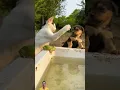 Download Lagu kucing pukul anjing🤣#cat #viral