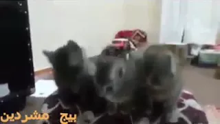 اغنية يلي بحب النعنع 