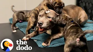 4-Week-Old Rescue Pittie Grows Up To Raise More Than 500 Puppies | The Dodo