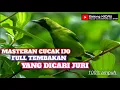 Download Lagu masteran cucak ijo full tembakan 100% ini yang dicari juri