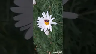 أغنية الأعداد إنتاج طيور بيبي بصوت محمد 