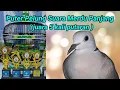 Download Lagu Puter Pelung Suara Merdu Panjang ( juara 5 kali putaran )