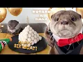Lagu Otter Kotaro’s Birthday Party with Meatball Pyramid Cake!