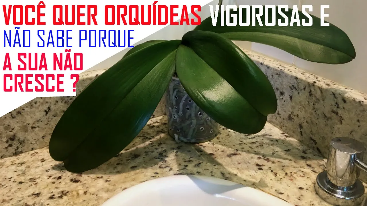 ORQUÍDEA NÃO CRESCE? ORQUÍDEA NÃO DESENVOLVE?