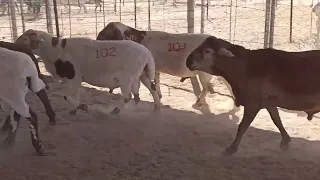                     دندنها