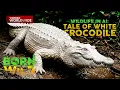 Download Lagu Misteryosong Puting buwaya sa Ligawasan Marsh, muling binigyang buhay ng AI | Born to Be Wild