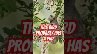 The Bird Who Has PhD In Engineering 