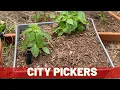 How To Set Up A City Picker Container Garden