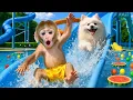Download Lagu Monyet KIKI Imut berenang di kolam renang dan bermain seluncuran pelangi - Kiki Indonesian