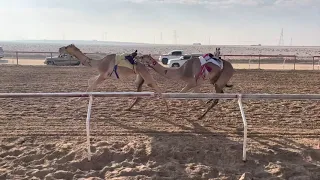 الشوط 1 ابكار احتفال لـ عزيز بخيت سعيد فطيس المنصوري 7 25 62 