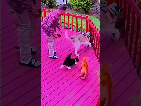 Кошки кошмарят собак