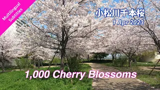Download Tokyo,Japan,Really 1,000 trees! A mecca for cherry blossom viewing loved by locals! MP3