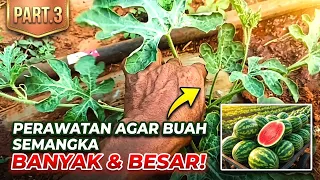 CARA PERAWATAN SEMANGKA AGAR BERBUAH BESAR & LEBAT PART 3