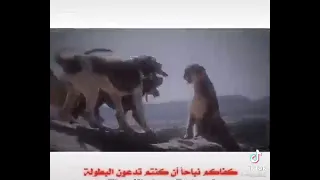 اي جاوبني يابعد اختك يا ابو الغيره اجمل حالات واتس   دندنها