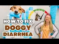 Over the counter treatments for Dog Diarrhea Vet Dr Lindsay Butzer Explains