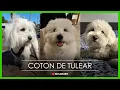 Coton de Tulear The Dog You Need to Know