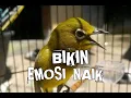 Download Lagu pleci betina bikin jantan emosi naik