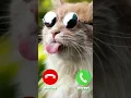 ringintone #mobilephoneringtone #instrumental#remix #ringtone #music #love #dj #nature #cat #cutecat