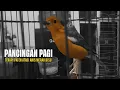 Download Lagu Anis Merah Teler Syahdu Terbaik 2025 | Relaksasi \u0026 Terapi Burung