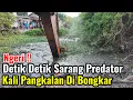 Download Lagu Ngeri‼️Detik Detik Sarang Predator Kali Pangkalan Di Bongkar Excavator