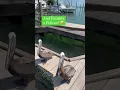 Download Lagu Feeding Tarpon at Robbie’s in the Florida Keys