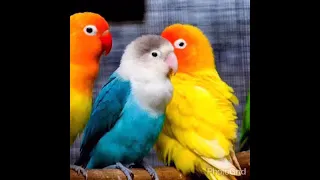 دعاء الشيخ ماهر المعيقلي يا من تسمع كلامنا وتري مكاننا وتعلم سرنا وجهرنا 