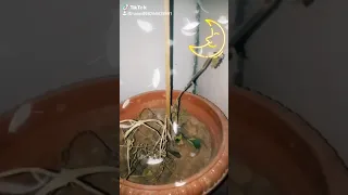 يا ربي يا رحمان 