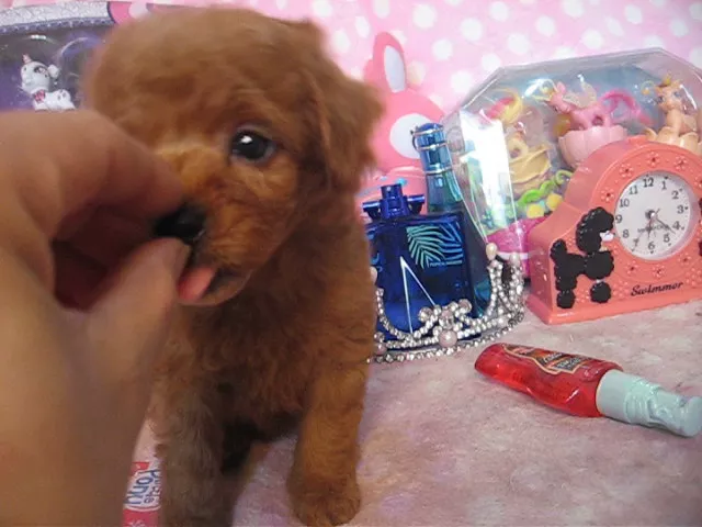 動画