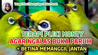 Download Terapi Pleci Montanus Agar Buka Paruh + Suara Monty Betina Memanggil Jantan Bikin Naik Birahi MP3