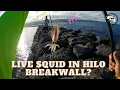Handpoling live squid Overnight trip at end of Hilo Break wall Handpole Madness Ep