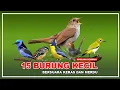 Lagu 15 JENIS BURUNG KECIL BERSUARA MERDU DAN KERAS, YANG BANYAK DICARI | BURUNG KICAUAN