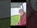 Download Lagu Sore sore ngopi nang sawah..
